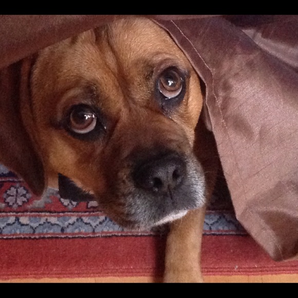 Meet your Posher, Linda - Picture 1 of 2